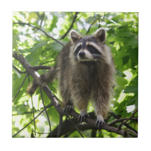Racoon Tile