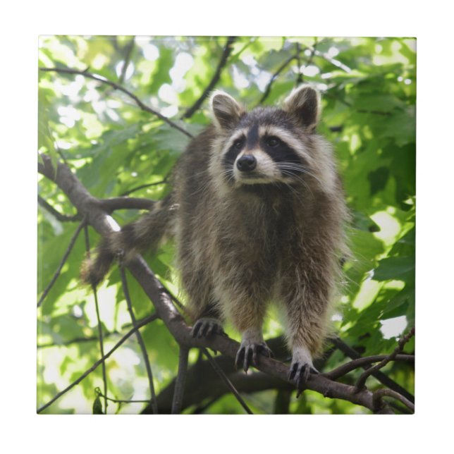 Racoon Tile (Front)