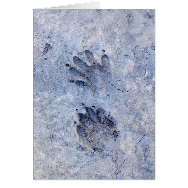 Racoon Tracks--1 (Front)