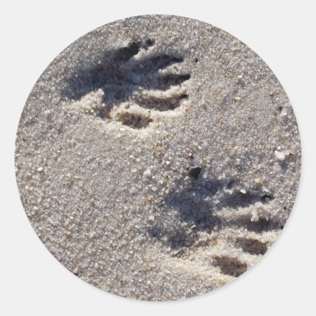 Racoon Tracks in the Sand Classic Round Sticker (Front)