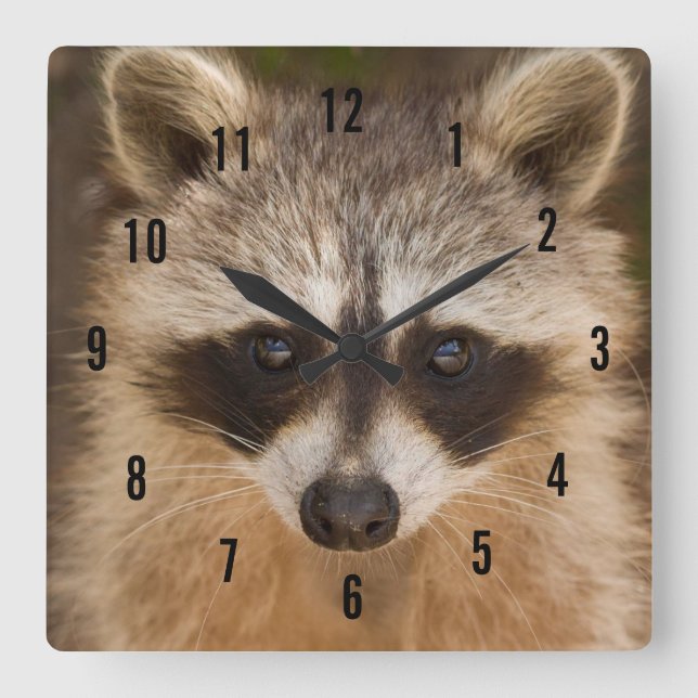 Racoon Wall Clock (Front)