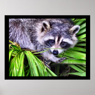 Racoon Wildlife Photography Poster