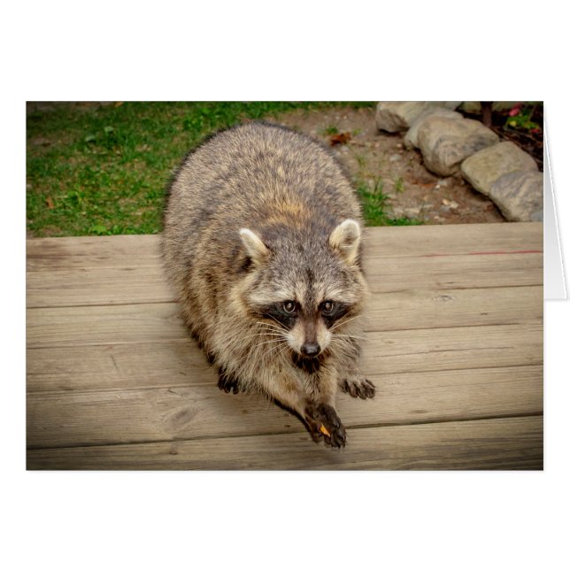 Racoon with a chip (Front Horizontal)