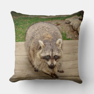 Racoon with a chip cushion