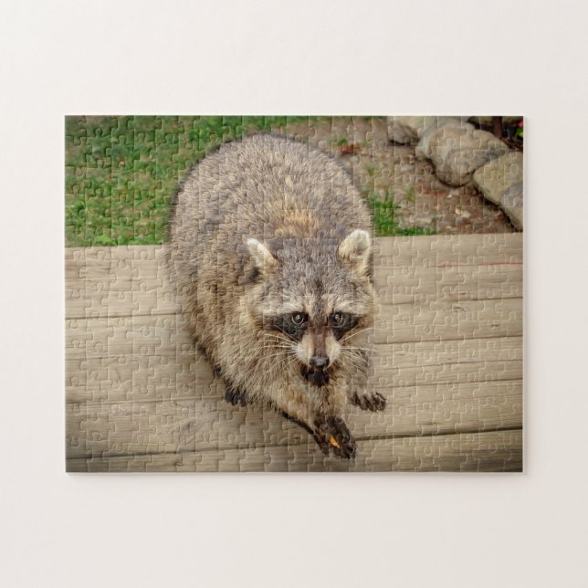 Racoon with a chip jigsaw puzzle (Horizontal)