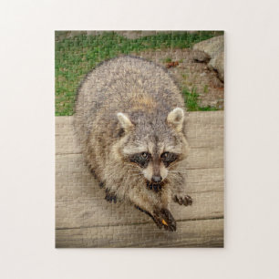 Racoon with a chip jigsaw puzzle