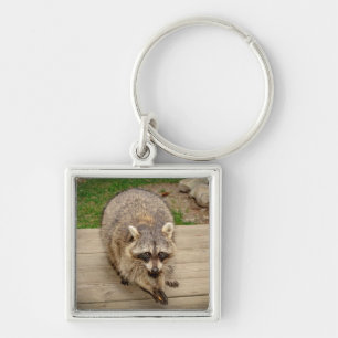 Racoon with a chip key ring