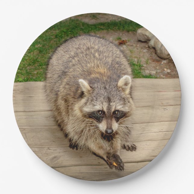 Racoon with a chip paper plate (Front)