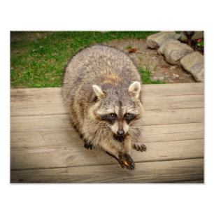 Racoon with a chip photo print