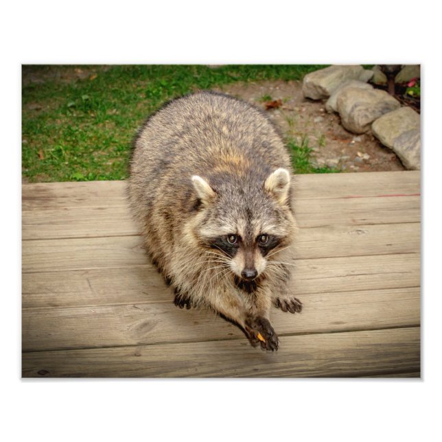 Racoon with a chip photo print (Front)
