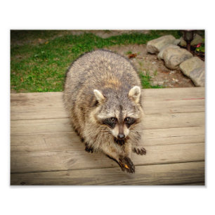 Racoon with a chip photo print