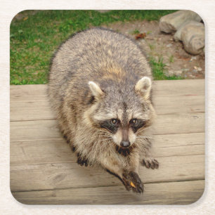Racoon with a chip square paper coaster