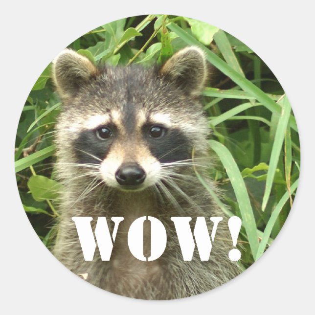racoon, WOW! Classic Round Sticker (Front)