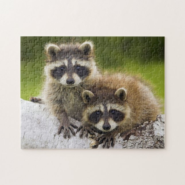 Racoons Jigsaw Puzzle (Horizontal)