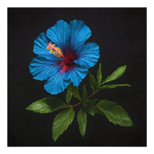 "Radiant Blue: Hibiscus Flower On Black Photo Print