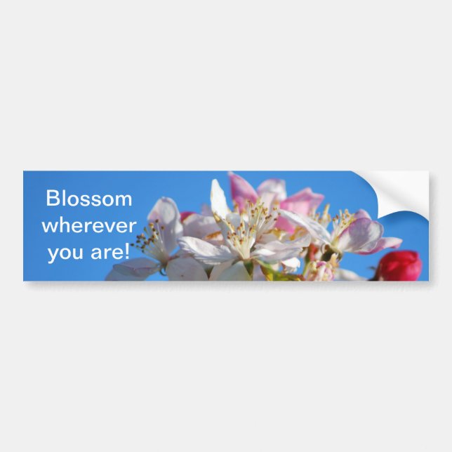 Radiant cherry blossom bumper sticker (Front)