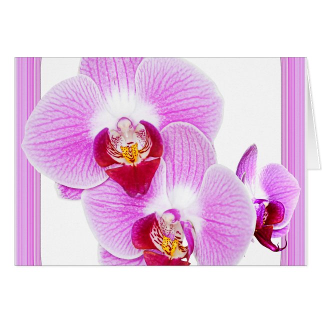 Radiant Orchid Closeup Photo with Square Frame (Front Horizontal)