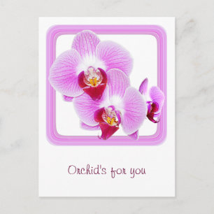 Radiant Orchid Closeup Photo with Square Frame Postcard