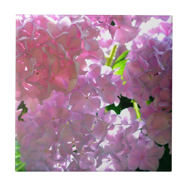 Radiant Pink Hydrangeas Ceramic Tile (Front)