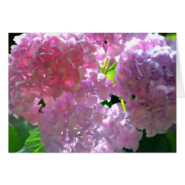 Radiant Pink Hydrangeas, pink flowers pink flowers (Front Horizontal)