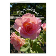 Radiant Pink Tea Rose Congratulations Card