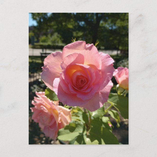 Radiant Pink Tea Rose Postcard (Front)