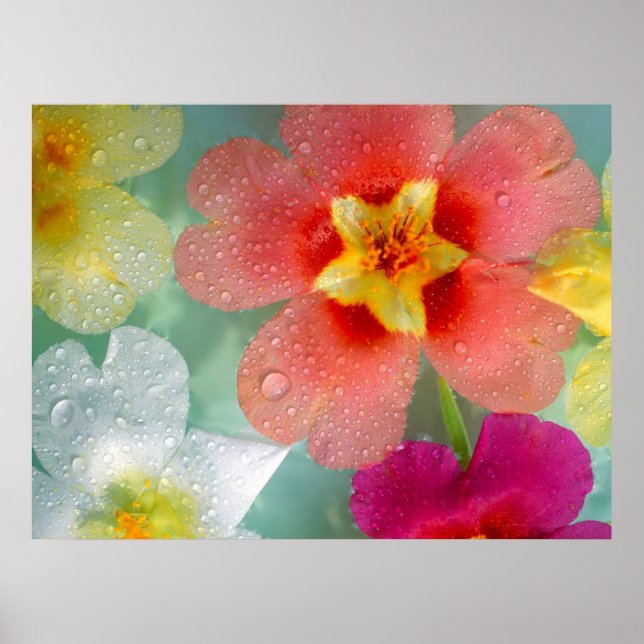 Radiant Primrose Poster (Front)