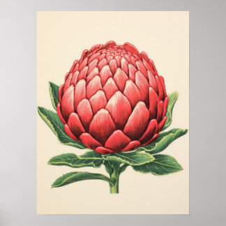 Radiant Red Protea Blossom Poster