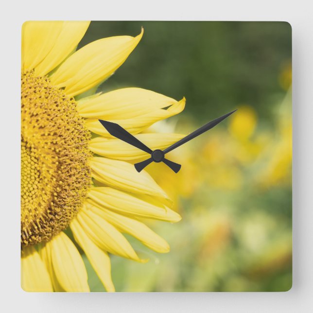 Radiant Sunflower Square Wall Clock (Front)