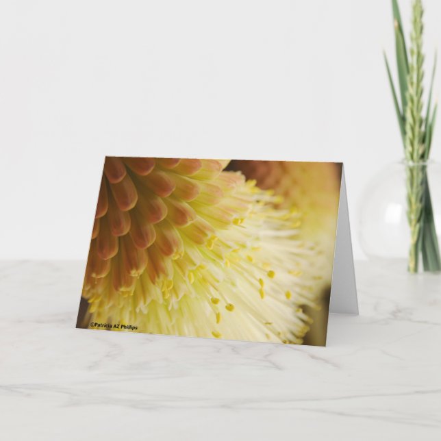 Radiant Torch Lily Card (Front)
