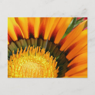 Radiant Treasure Flower Botanical Photo Postcard