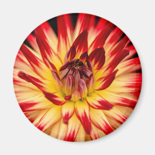 Radiant Yellow & Red Flower, Floral Close-up Shot Magnet