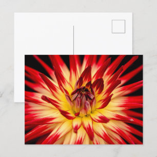Radiant Yellow & Red Flower, Floral Close-up Shot Postcard