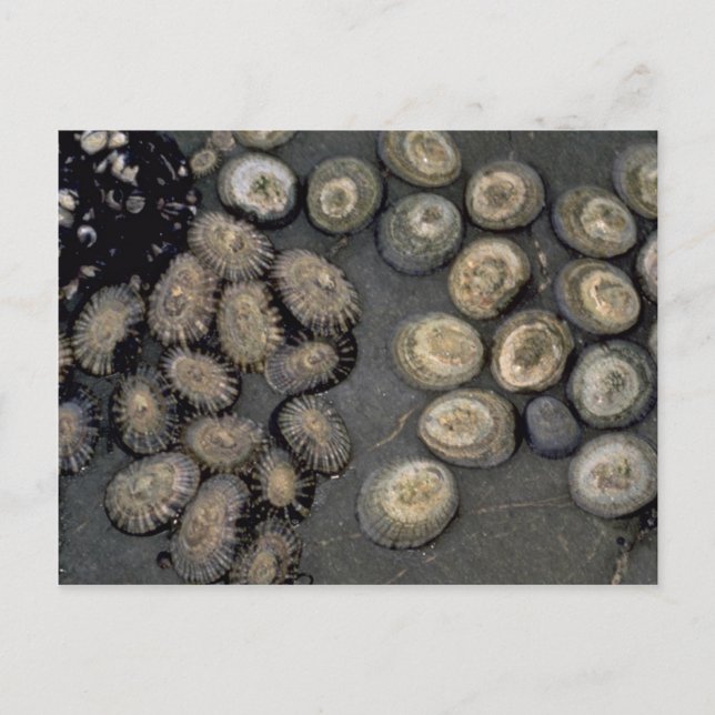 Radiate limpet (Cellana radians) Shell Postcard (Front)