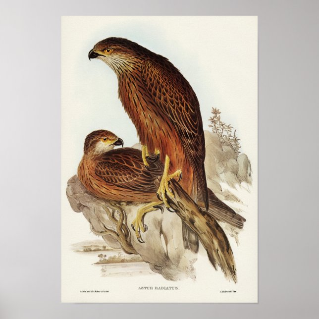 Radiated Goshawk by Elizabeth Gould Poster (Front)