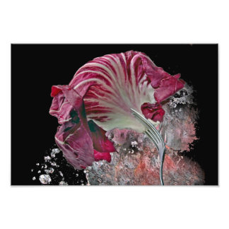 Radicchio. Photo Print