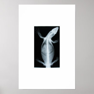radiograph monitor poster