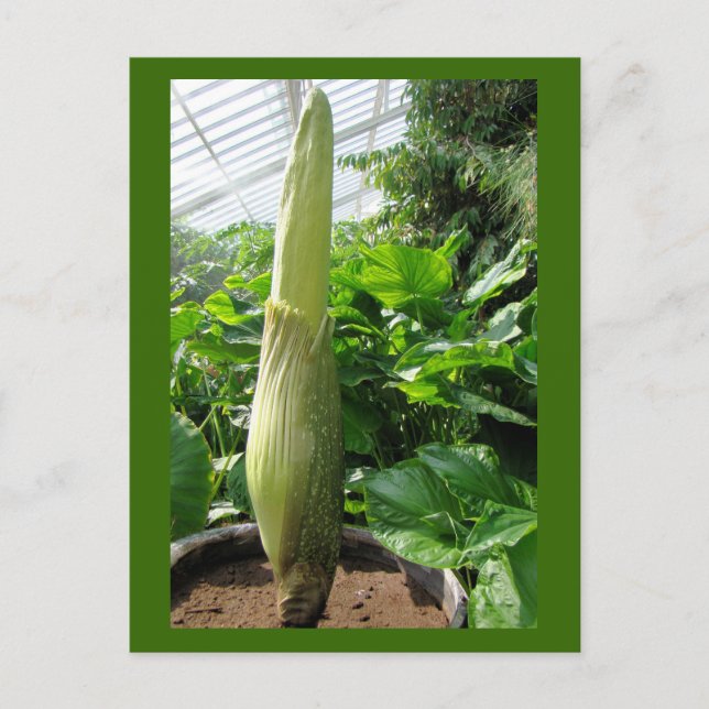 Rafflesia arnoldii postcard (Front)