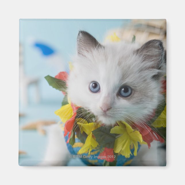Rag Doll Kitten and Summer Vacation Magnet (Front)
