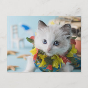 Rag Doll Kitten and Summer Vacation Postcard