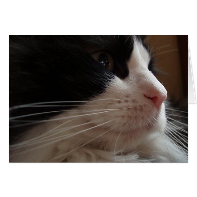 Ragdoll (Front Horizontal)