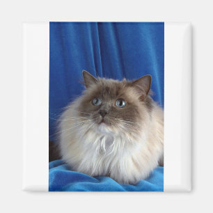 Ragdoll, blue point magnet