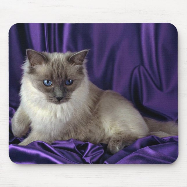 Ragdoll, blue point mouse pad (Front)