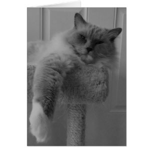 Ragdoll Cat