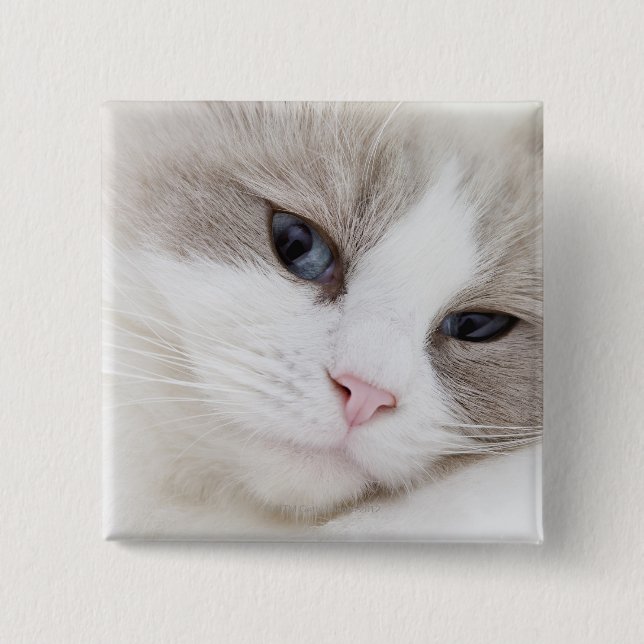 Ragdoll cat 15 cm square badge (Front)