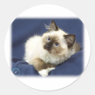 Ragdoll Cat 9W082D-011 Classic Round Sticker
