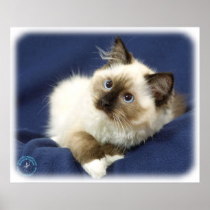 Ragdoll Cat 9W082D-011 Poster