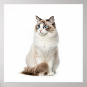 Ragdoll Cat Art Poster
