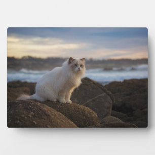 Ragdoll Cat At The Beach Plaque