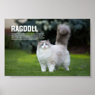 Ragdoll Cat Breed Poster